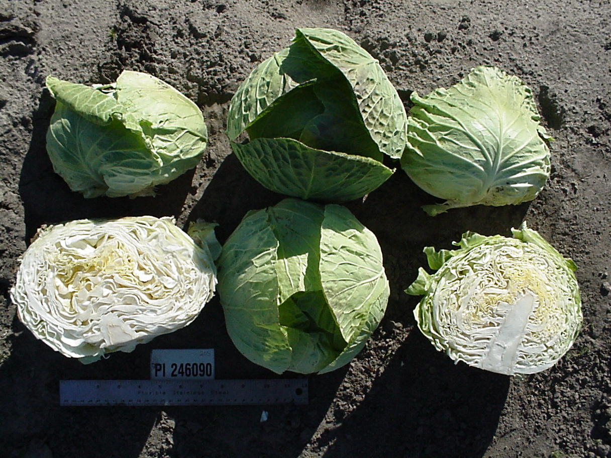 Click for 1 image(s) for this accession. HEAD