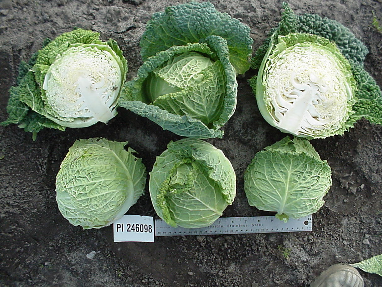 Click for 1 image(s) for this accession. HEAD