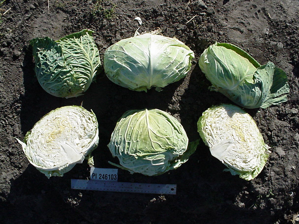 Click for 1 image(s) for this accession. HEAD