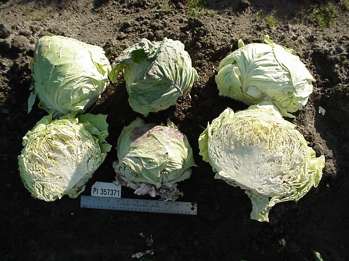 Click for 1 image(s) for this accession. HEAD