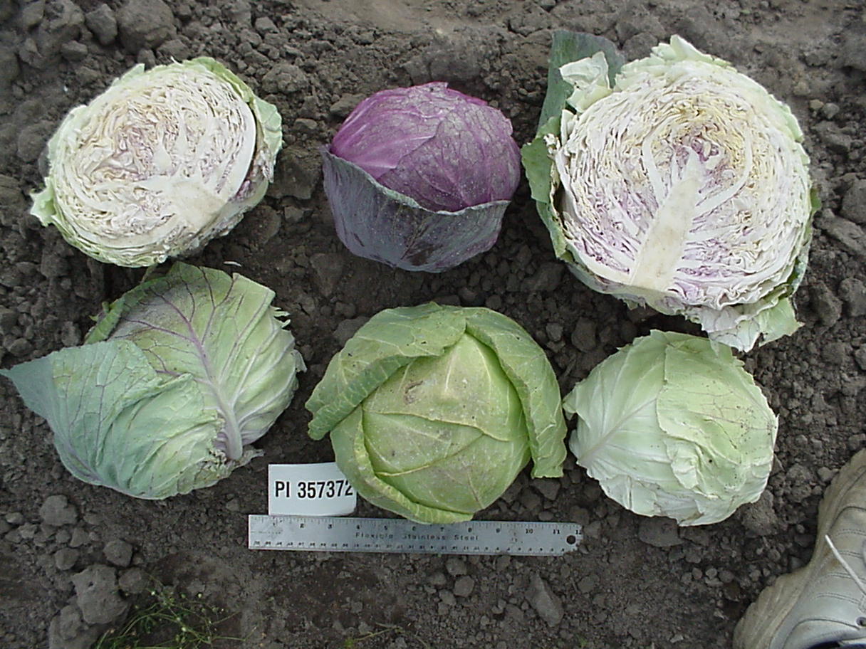 Click for 1 image(s) for this accession. HEAD