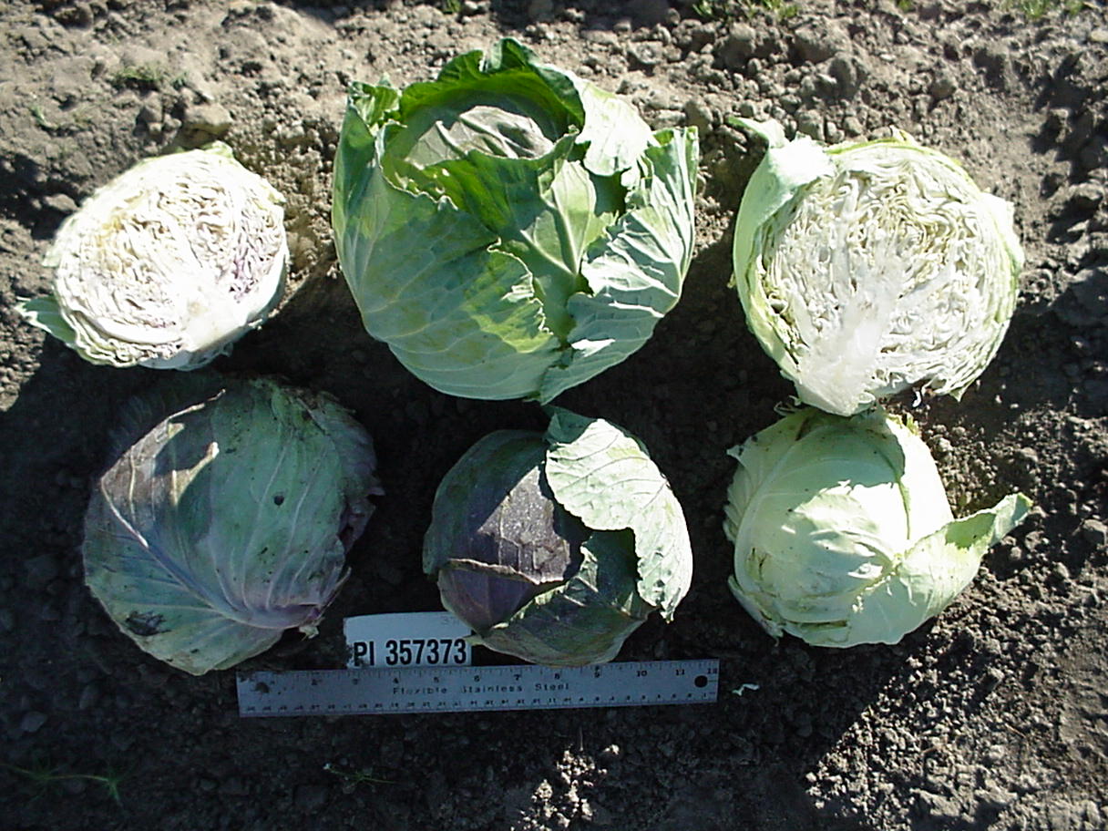 Click for 1 image(s) for this accession. HEAD