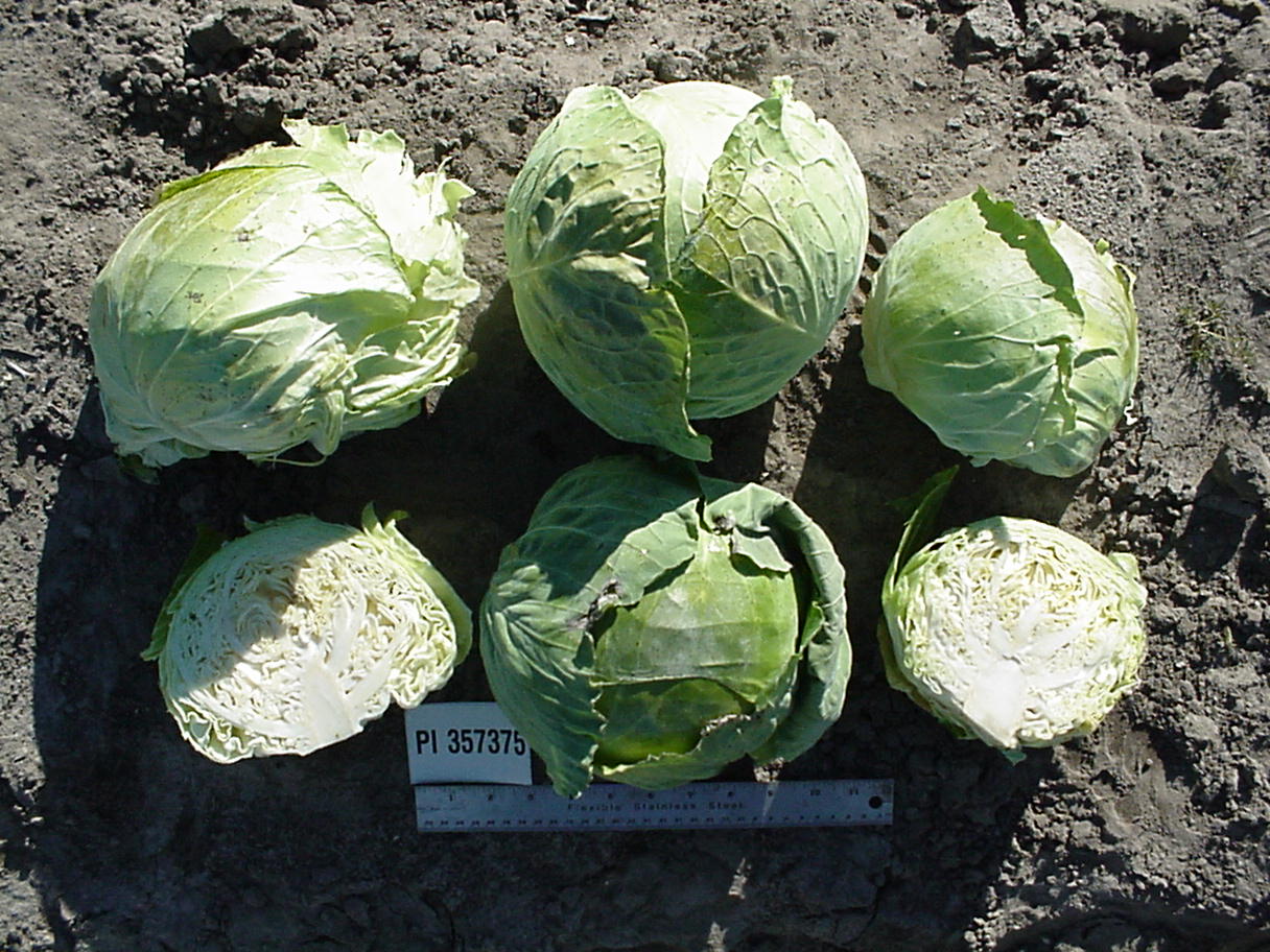 Click for 1 image(s) for this accession. HEAD