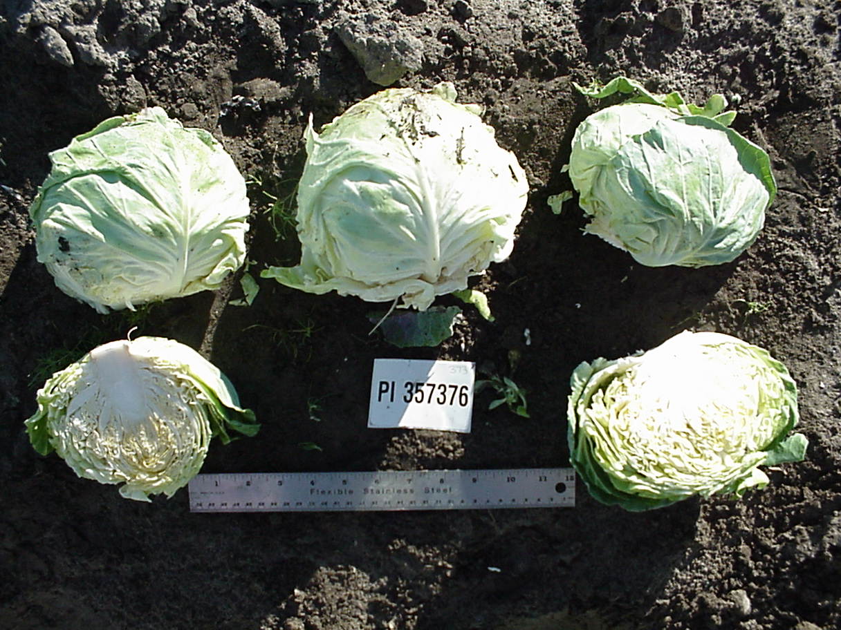 Click for 1 image(s) for this accession. HEAD