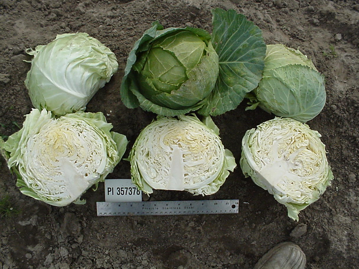 Click for 1 image(s) for this accession. HEAD