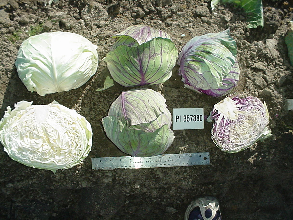 Click for 1 image(s) for this accession. HEAD
