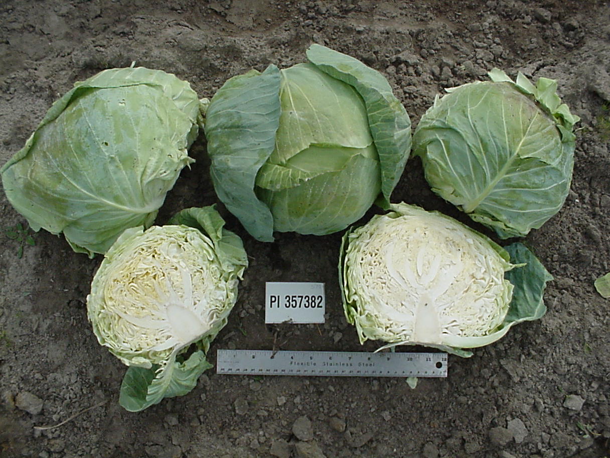 Click for 1 image(s) for this accession. HEAD