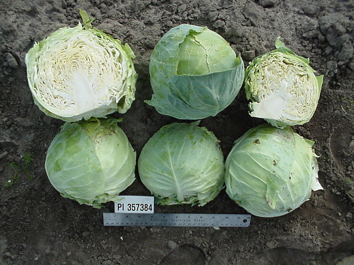 Click for 1 image(s) for this accession. HEAD