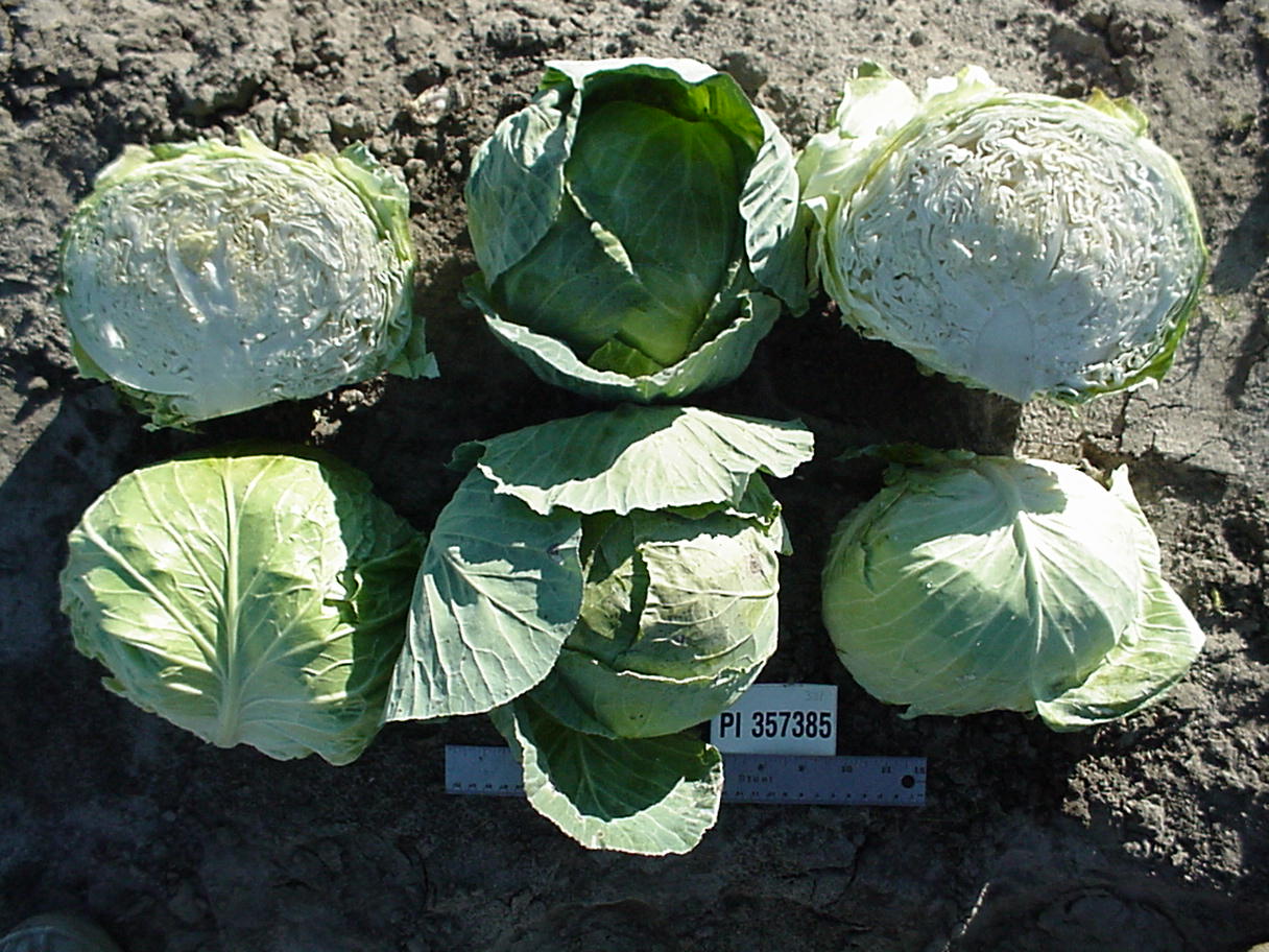 Click for 1 image(s) for this accession. HEAD