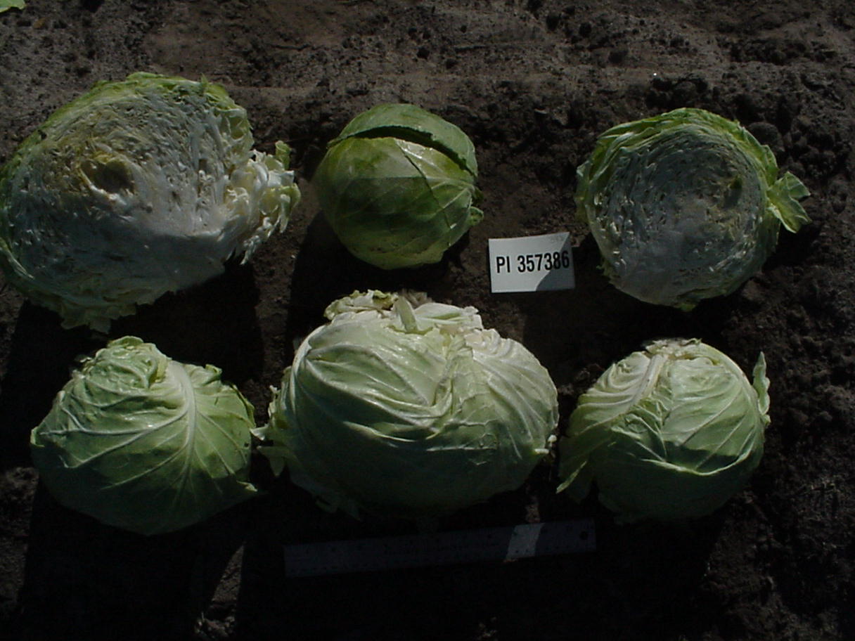 Click for 1 image(s) for this accession. HEAD
