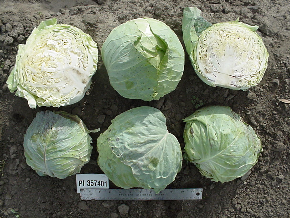 Click for 1 image(s) for this accession. HEAD