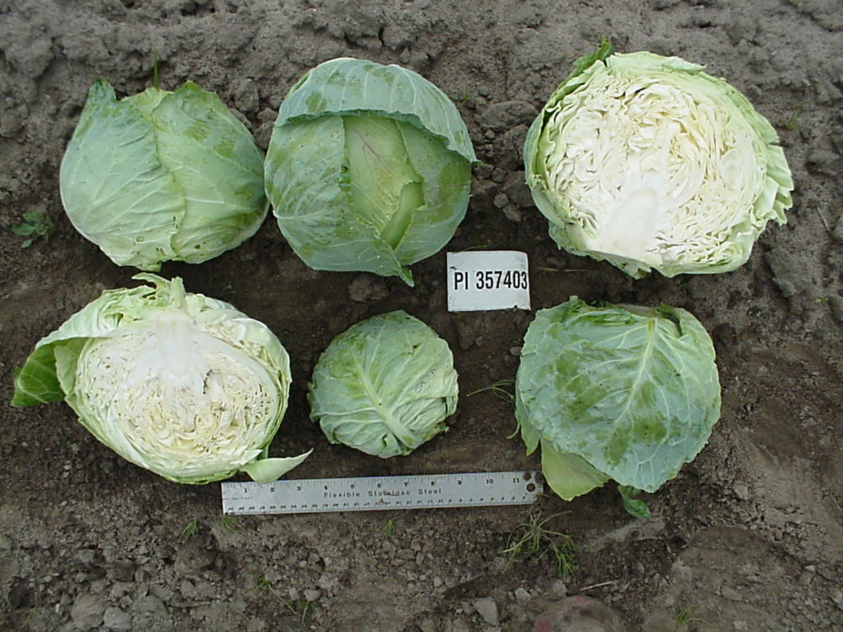 Click for 1 image(s) for this accession. HEAD