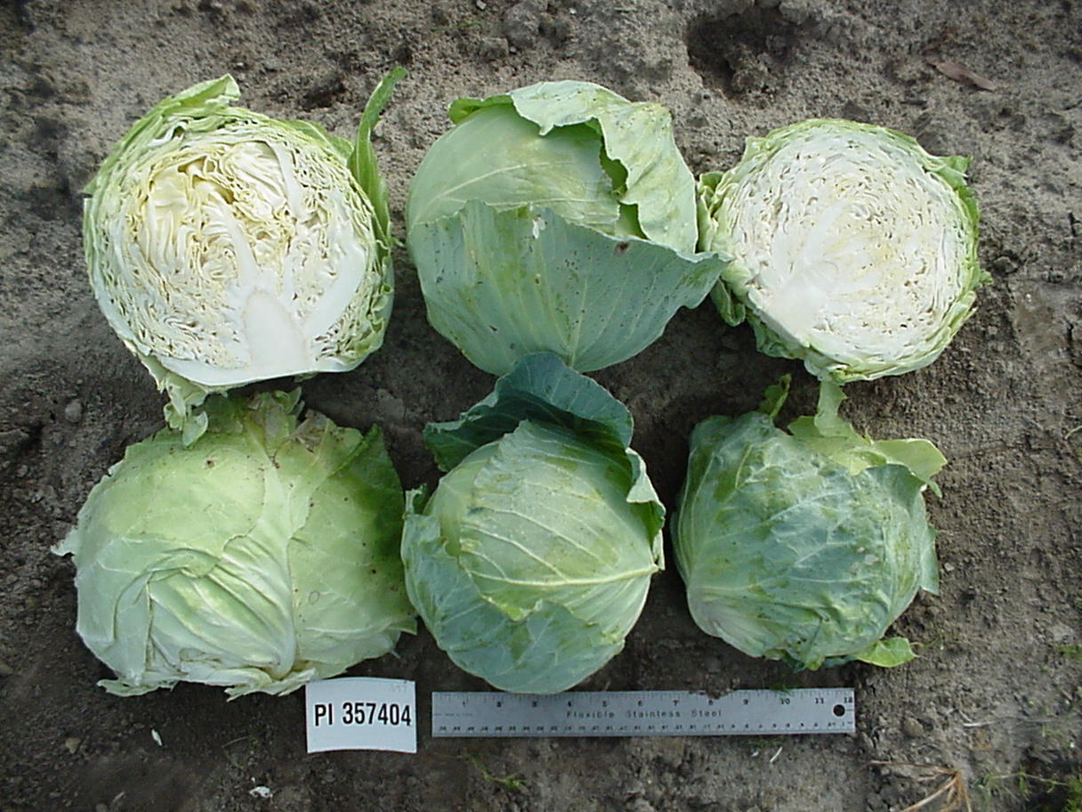 Click for 1 image(s) for this accession. HEAD