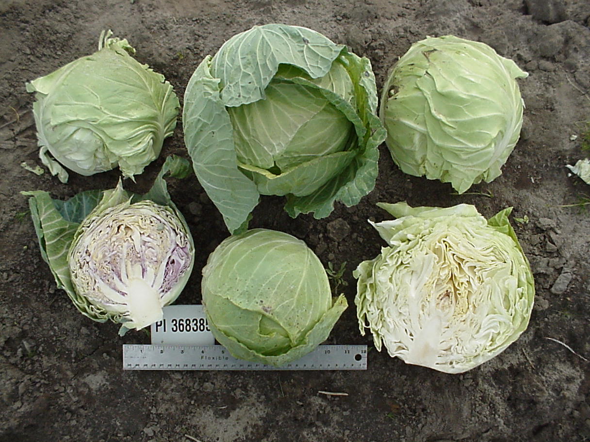 Click for 1 image(s) for this accession. HEAD