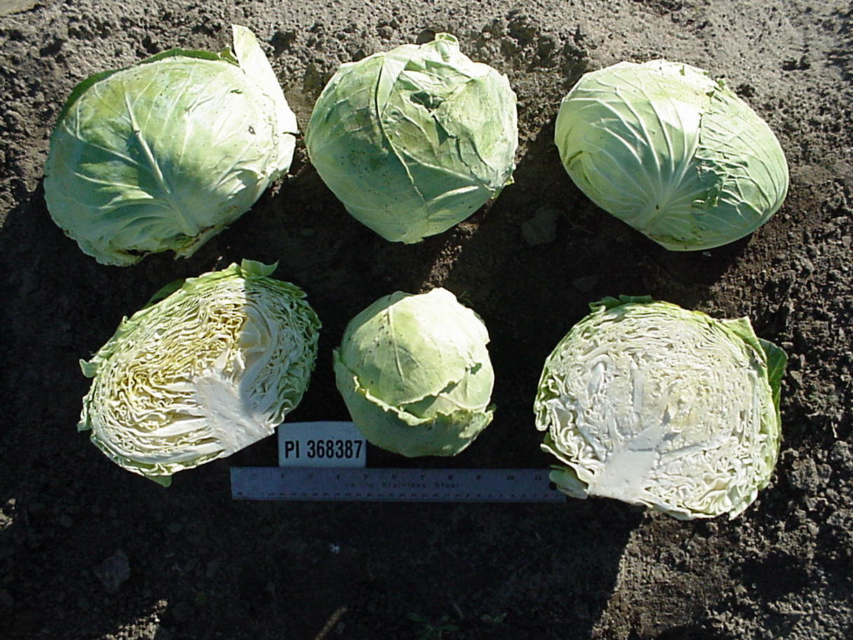 Click for 1 image(s) for this accession. HEAD