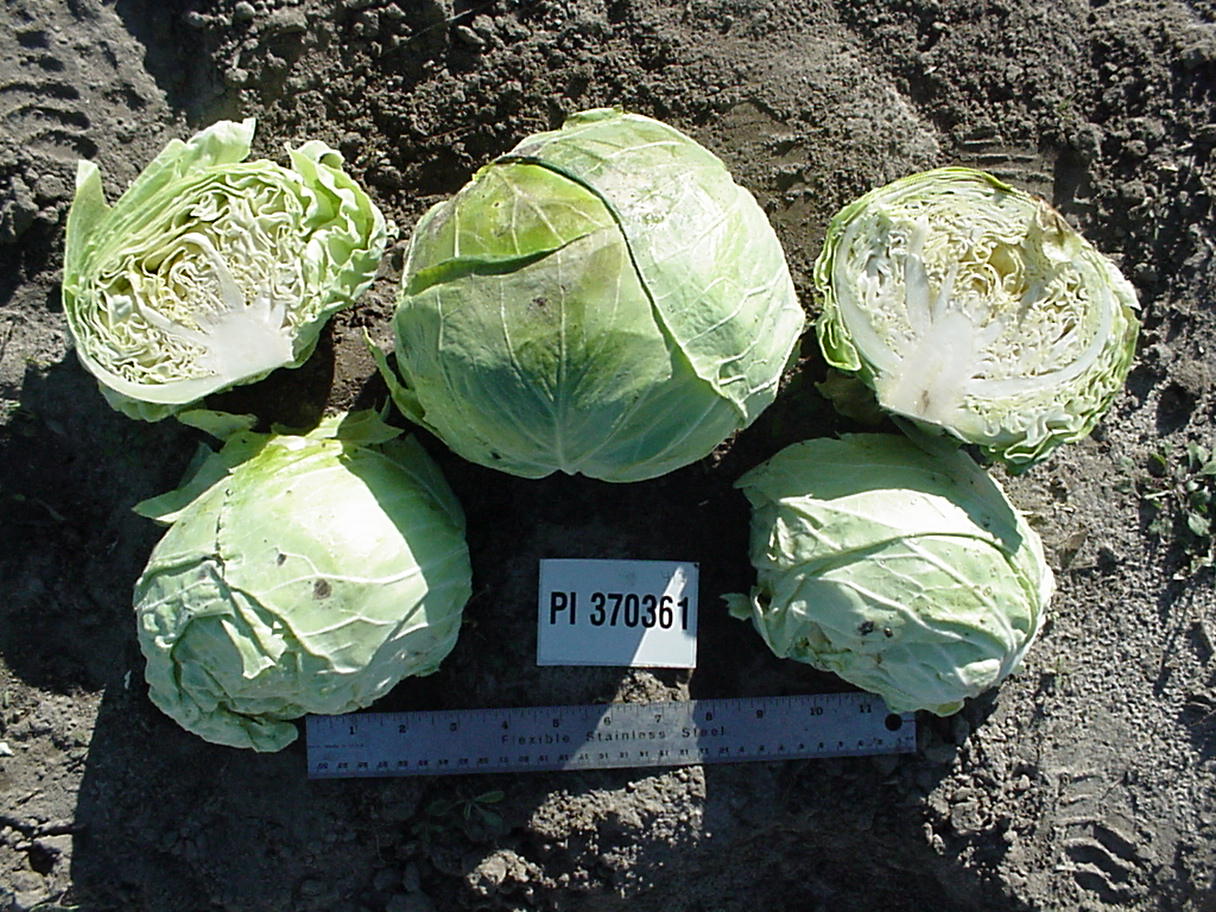 Click for 1 image(s) for this accession. HEAD