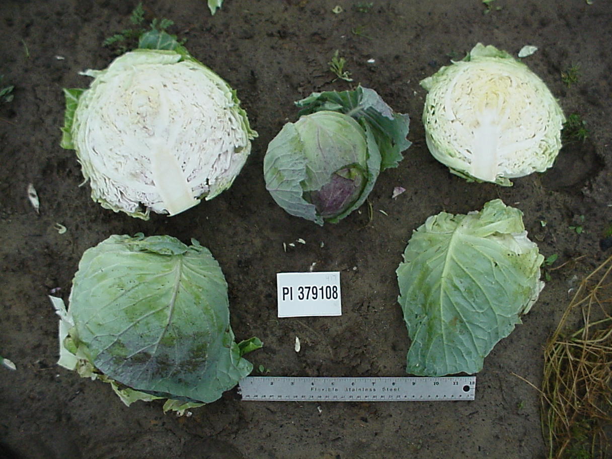 Click for 1 image(s) for this accession. HEAD