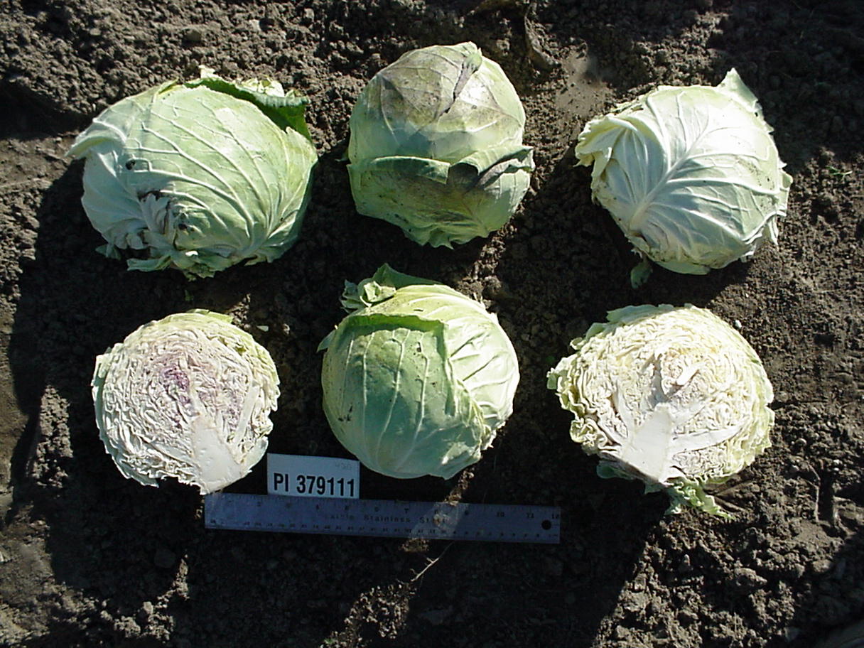 Click for 1 image(s) for this accession. HEAD