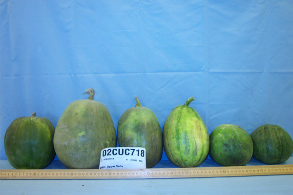 FRUIT