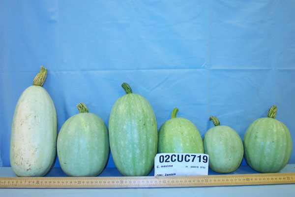 Click for 2 image(s) for this accession. FRUIT