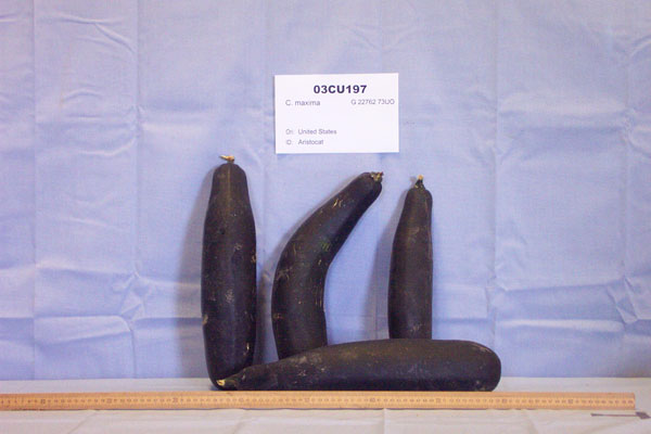 Click for 1 image(s) for this accession. FRUIT