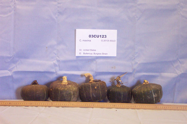 Click for 1 image(s) for this accession. FRUIT