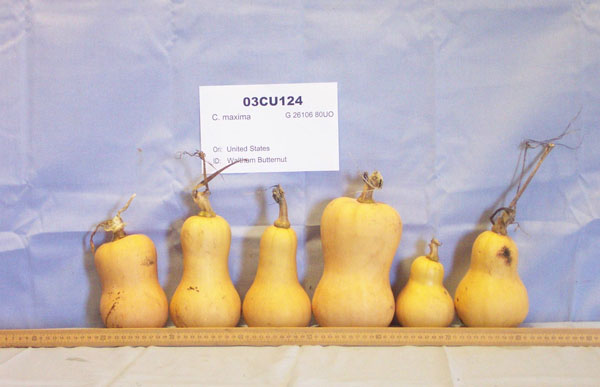 Click for 1 image(s) for this accession. FRUIT