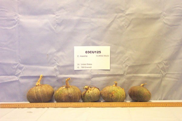 Click for 1 image(s) for this accession. FRUIT