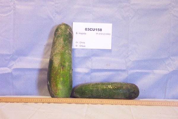 FRUIT