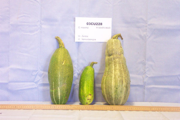 Click for 1 image(s) for this accession. FRUIT