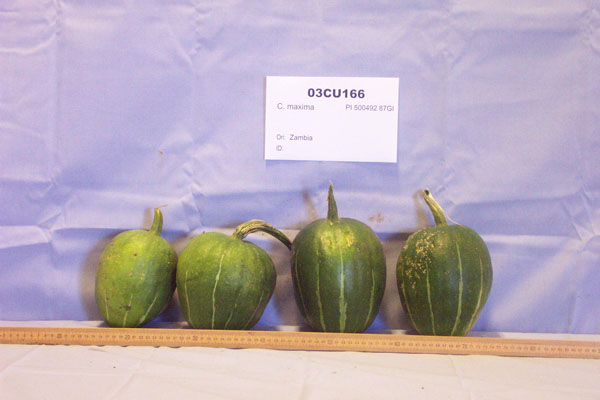 Click for 3 image(s) for this accession. FRUIT
