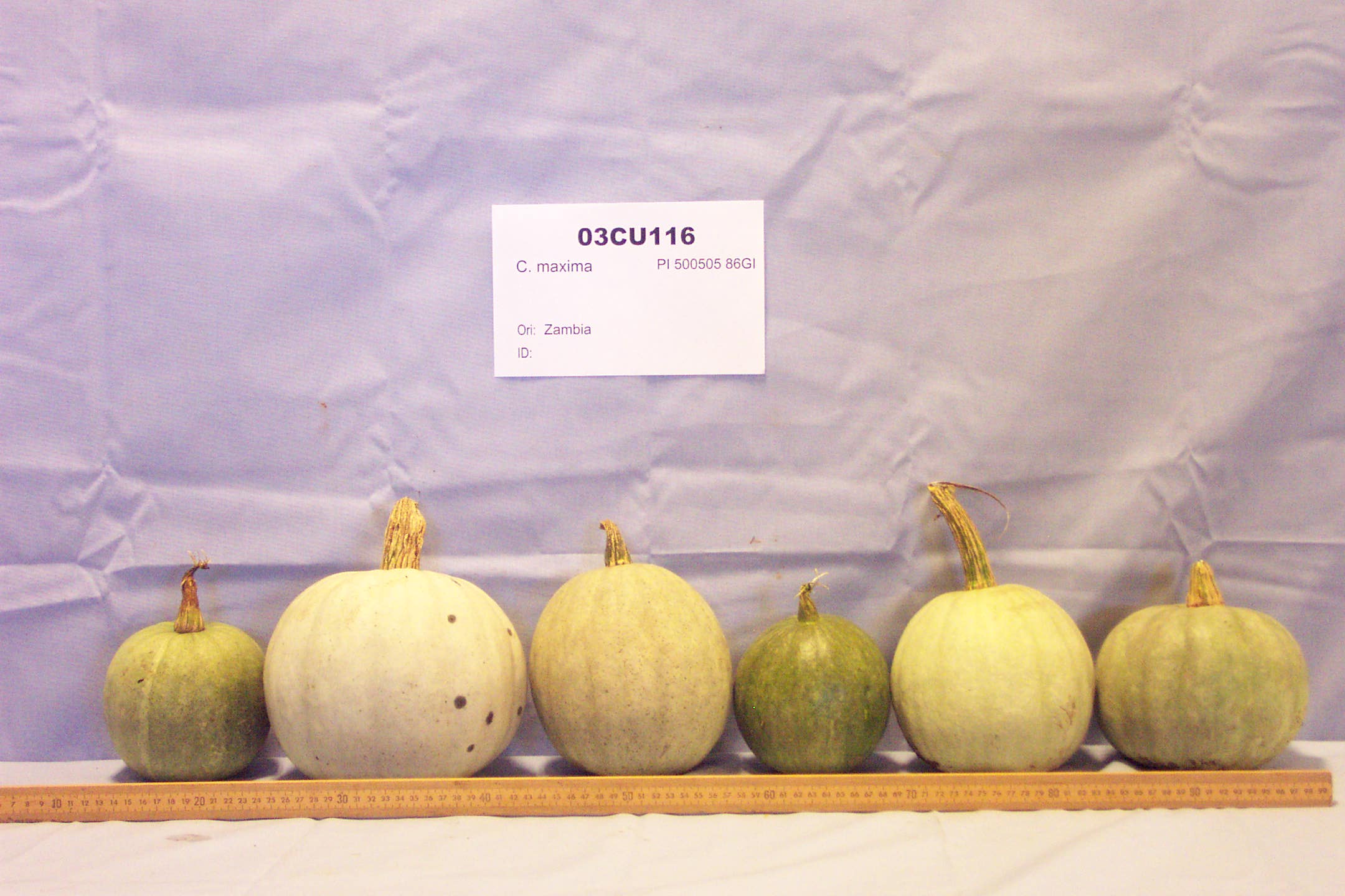 Click for 1 image(s) for this accession. FRUIT