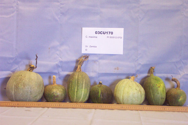 Click for 1 image(s) for this accession. FRUIT