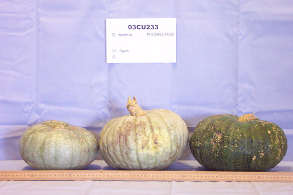 FRUIT