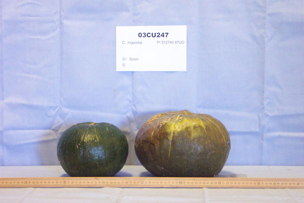FRUIT
