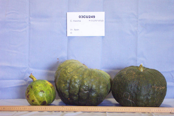 FRUIT