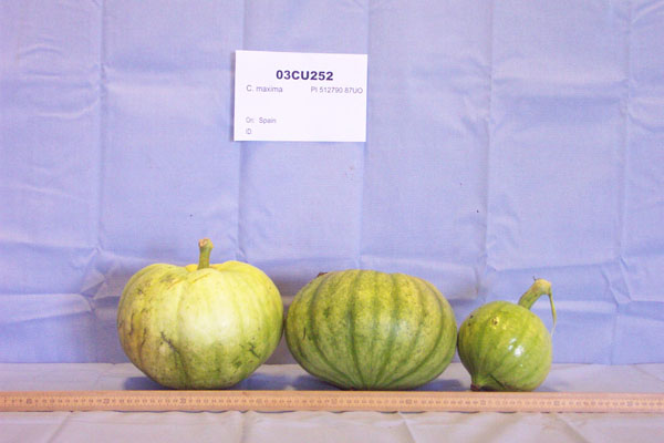 FRUIT