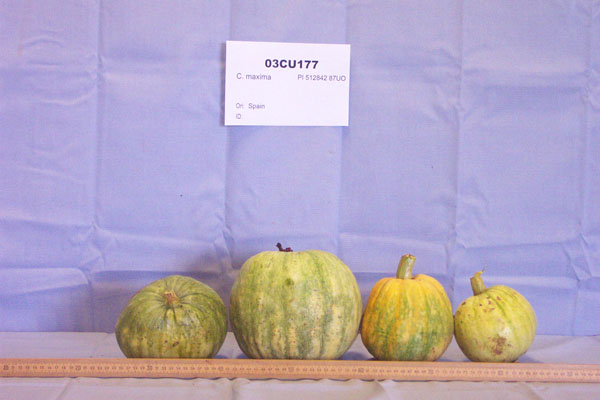FRUIT