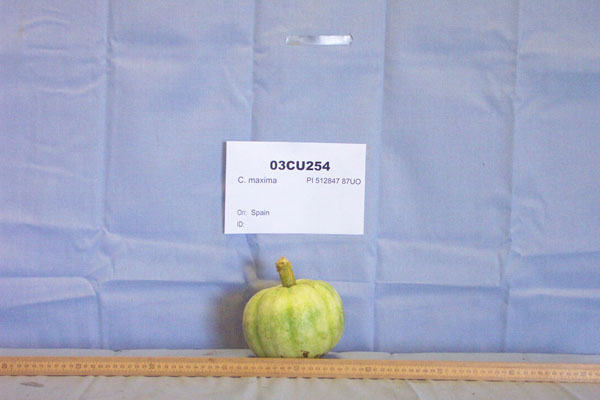 FRUIT