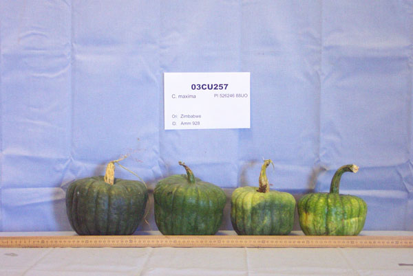 Click for 2 image(s) for this accession. FRUIT