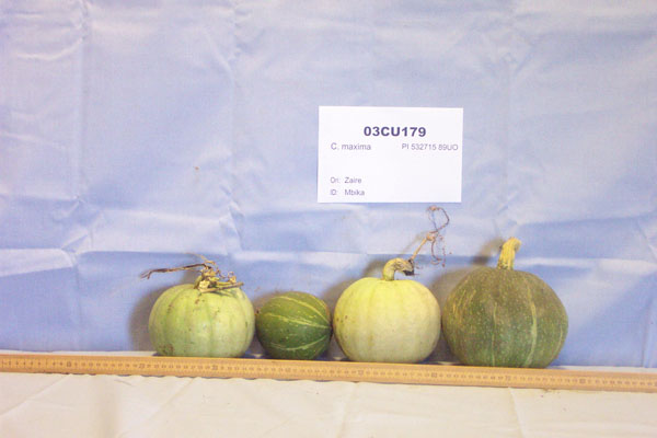 Click for 1 image(s) for this accession. FRUIT