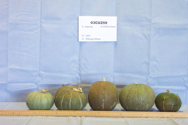 Click for 2 image(s) for this accession. FRUIT