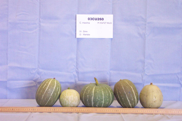 Click for 1 image(s) for this accession. FRUIT
