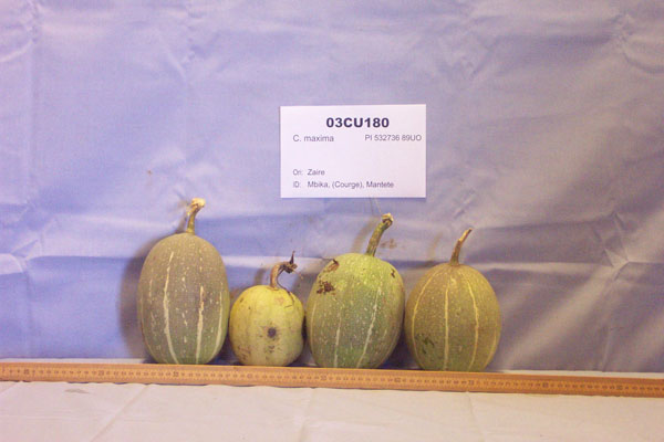 Click for 1 image(s) for this accession. FRUIT
