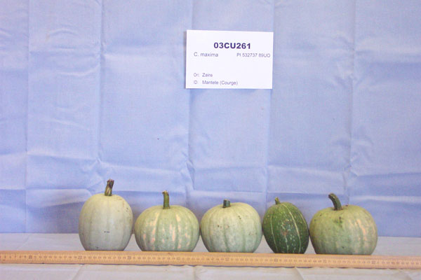 Click for 1 image(s) for this accession. FRUIT