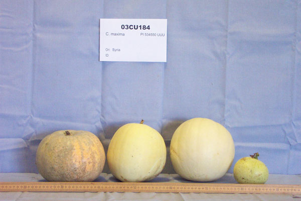Click for 2 image(s) for this accession. FRUIT