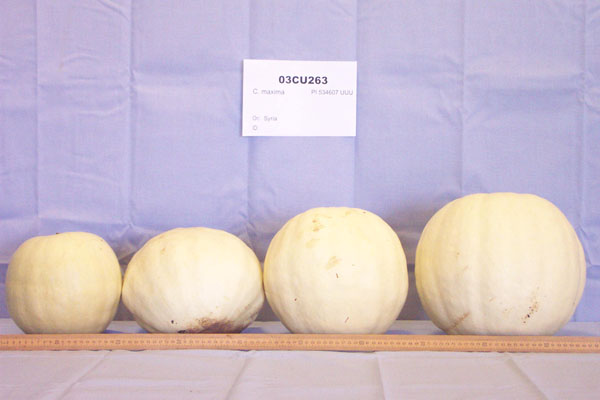 Click for 1 image(s) for this accession. FRUIT