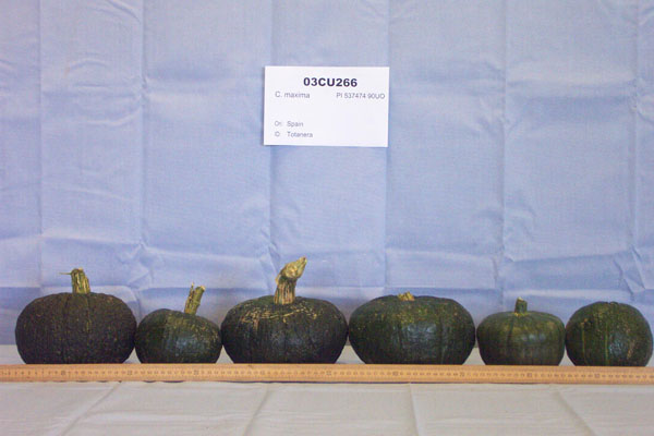 FRUIT