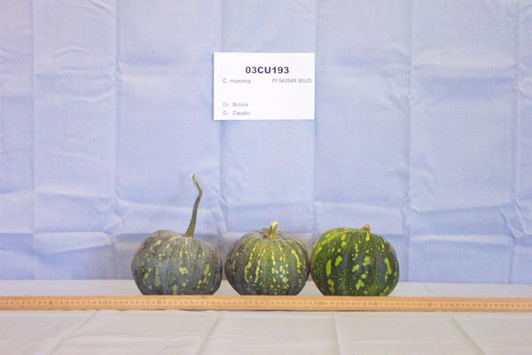 FRUIT