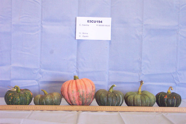Click for 1 image(s) for this accession. FRUIT
